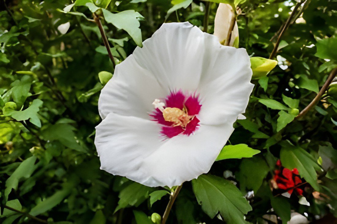 100 Seeds White Hibiscus Flowers Seeds Perennial Plants Fresh Seeds