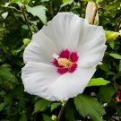 100 Seeds White Hibiscus Flowers Seeds Perennial Plants Fresh Seeds