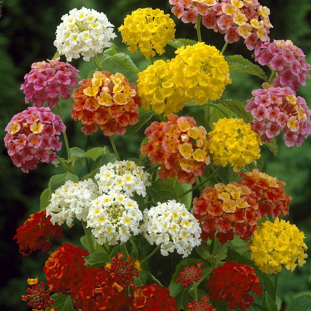 40 Seeds Lantana Mixed Fresh Seeds