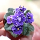 200 Seeds African Violet Blue Blazes Fresh Seeds