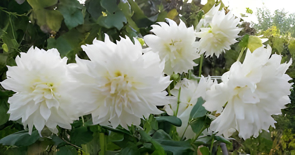 200 Seeds Rare Climbing Jasmine Flower White Fresh Seeds