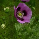 200 Seeds Mixed Colors Japanese Bonsai Potted Helleborus Flower Fresh Seeds