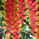 200 Seeds Heliconia Plant Bonsai Perennial Flower Plants Fresh Seeds