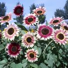 40 Seeds Amaranth Red Light Yellow Sunflowers Fresh Seeds