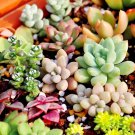 200 Seeds Mix Lithops Rare Succulent Living Stone Fresh Seeds