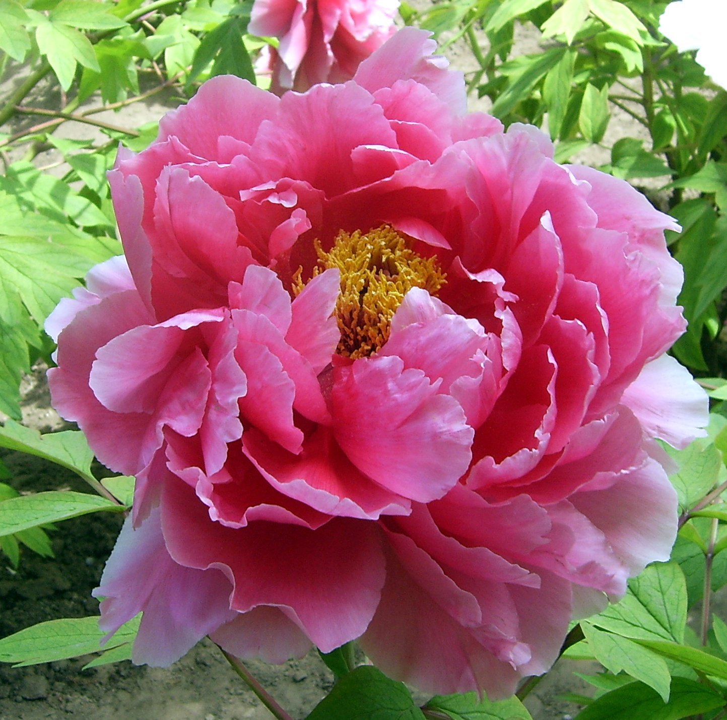 10 Seeds Ping Shi Yan' Large Red Tree Peony Flower Fresh Seeds