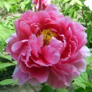 10 Seeds Ping Shi Yan' Large Red Tree Peony Flower Fresh Seeds