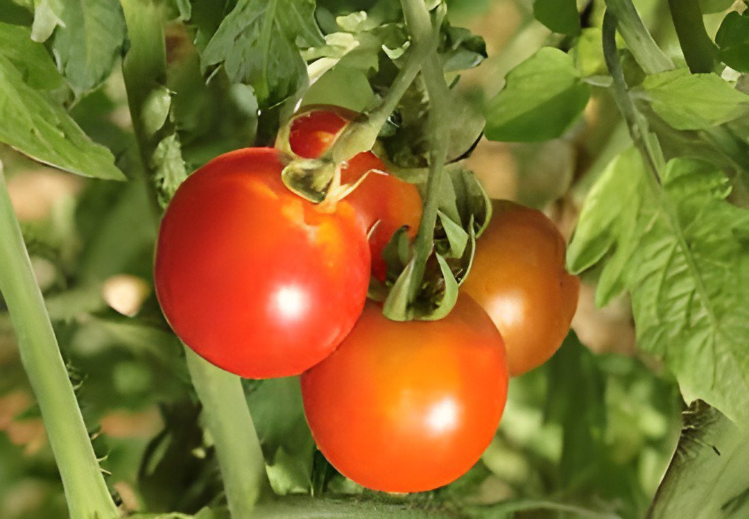 600 Seeds Fire Red' Round Cherry Tomato Organic Fresh Seeds