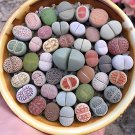 400 Seeds Mixed Cactus Fresh Seeds