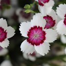 100 Seeds Rare Maiden Pink Dianthus Deltoides 'Arctic Fire' Carnation Flower Fresh Seeds