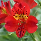 200 Seeds Rare Peruvian Lily Alstroemeria Flowers Fresh Seeds
