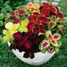200 Seeds Rare Coleus Plants Mixed Rainbow Colorful 6 Types Fresh Seeds
