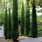 200 Seeds Italian Cypress Trees Seeds Platycladus Orientalis Fresh Seeds
