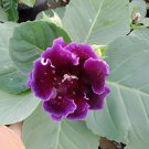 200 Seeds Gloxinia Mixed Purple Red Black Pink ect 8 Colors Fresh Seeds