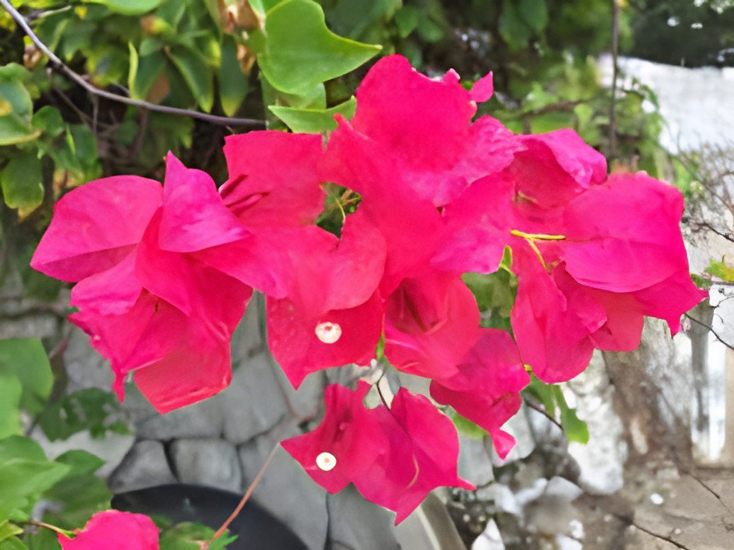 20 Seeds Bougainvillea Plant Fresh Seeds