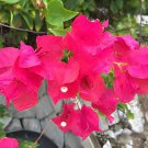 20 Seeds Bougainvillea Plant Fresh Seeds