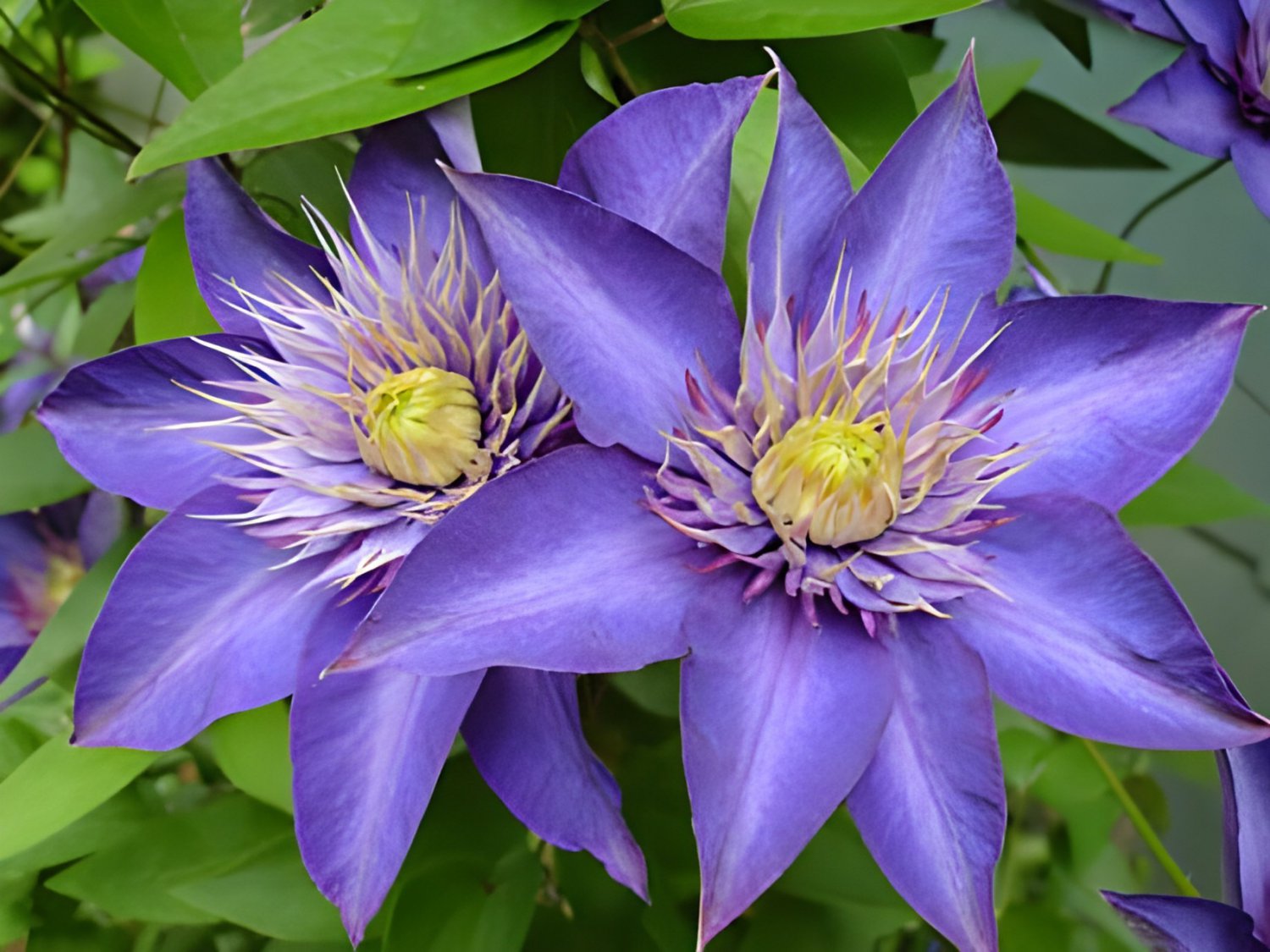 200 Seeds Acid Blue Clematis Seeds Perennial Climbing Flowers with White Fresh Seeds