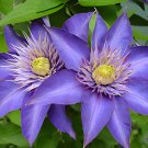 200 Seeds Acid Blue Clematis Seeds Perennial Climbing Flowers with White Fresh Seeds