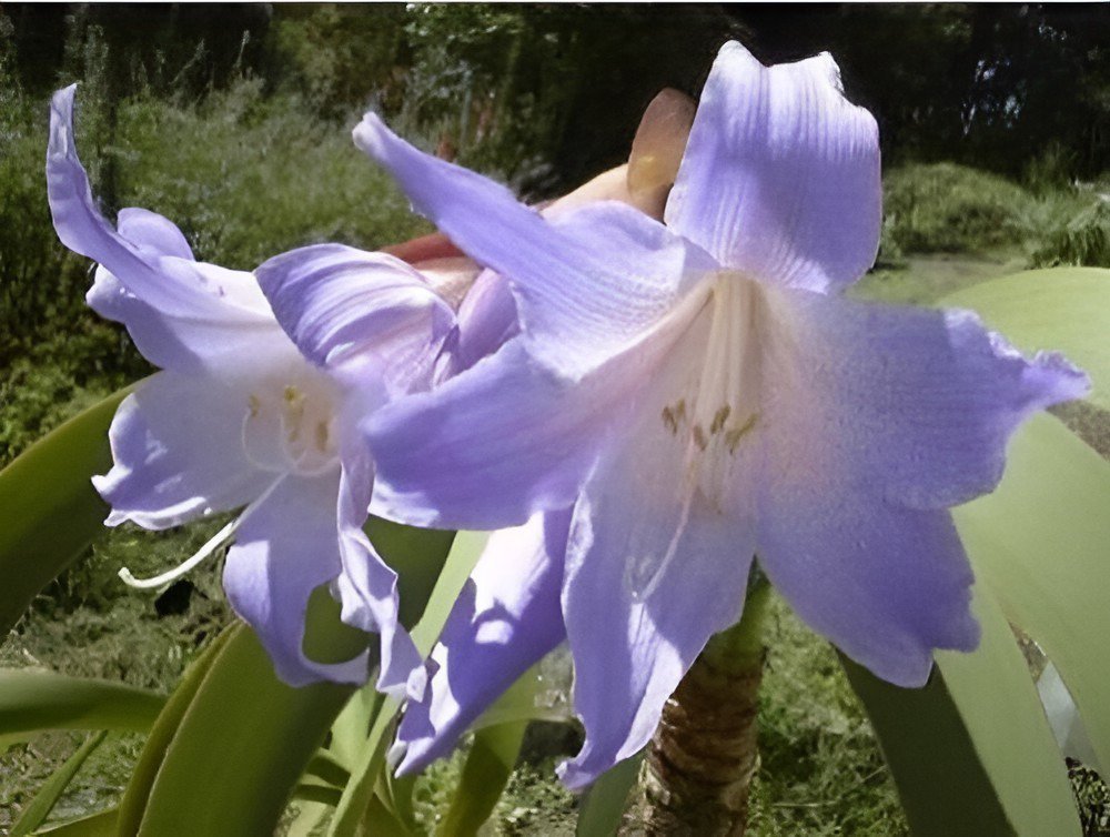 200 Seeds Hippeastrum Bulbs Seeed Amaryllis Barbados Lily Fresh Seeds