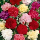 200 Seeds Colorful Carnations Seeds Dianthus Caryophyllus Cut Flowers Fresh Seeds