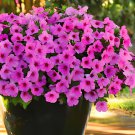 400 Seeds Hanging Petunia Mixed Flores Color Waves Beautiful Flowers Fresh Seeds