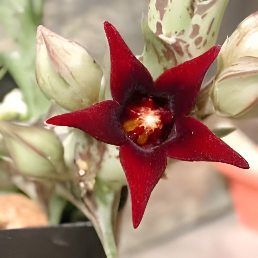 400 Seeds Exotic Rare Cactus Bonsai Stapelia Pulchella Bonsai Lithops Fresh Seeds
