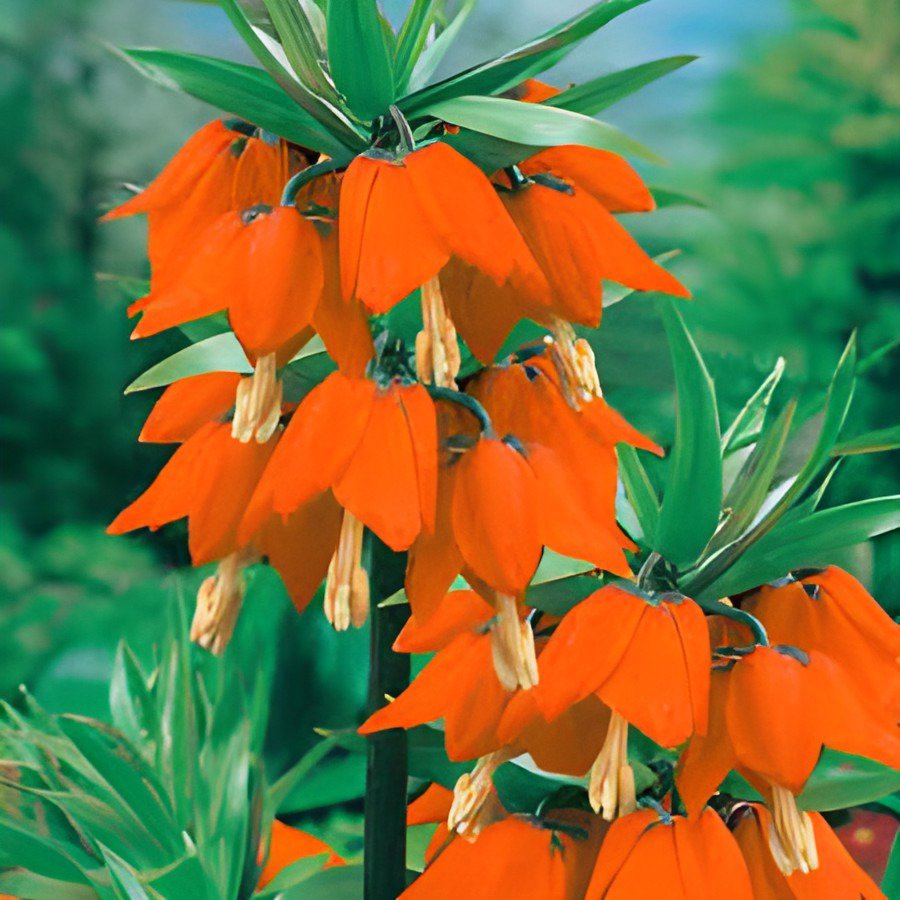 400 Seeds Red Yellow Imperial Crown Fritillaria Imperialis Lutea Fresh Seeds