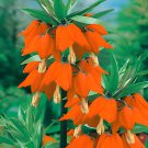 400 Seeds Red Yellow Imperial Crown Fritillaria Imperialis Lutea Fresh Seeds