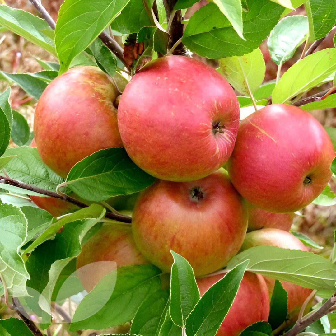 20 Seeds Dwarf Red Yellow Apple Tree Fresh Seeds