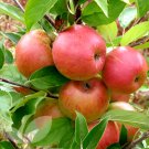 20 Seeds Dwarf Red Yellow Apple Tree Fresh Seeds