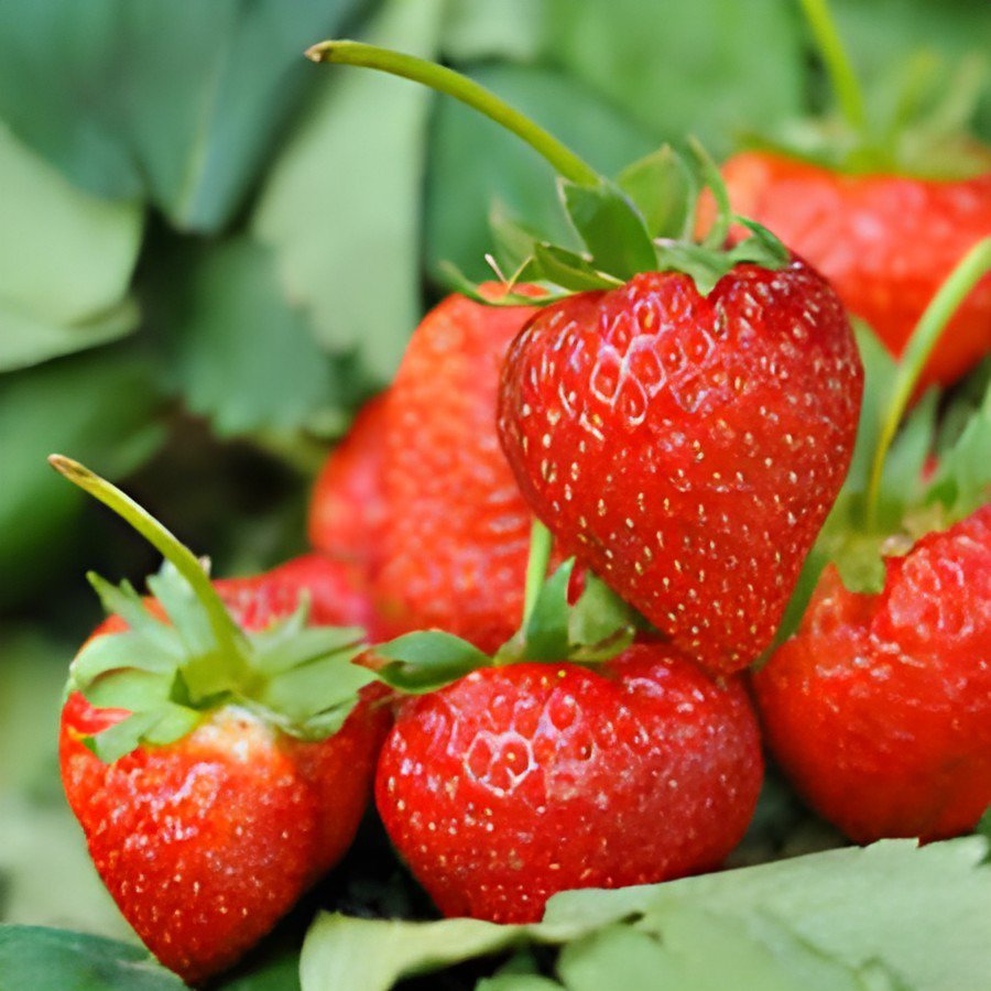 80 Seeds Rare Heirloom Organic Oblate Red Big Sweet Strawberry Fresh Seeds
