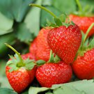 80 Seeds Rare Heirloom Organic Oblate Red Big Sweet Strawberry Fresh Seeds