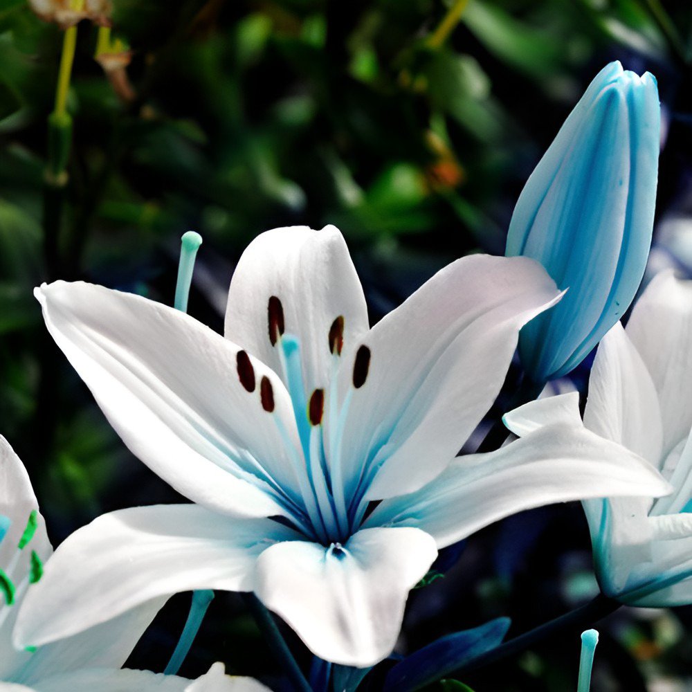 200 Seeds Garland Lilium Brownii Lily Flower Fresh Seeds