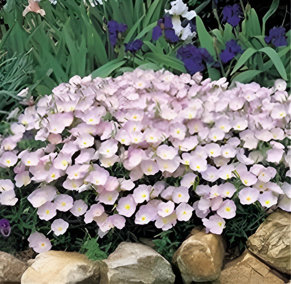 200 Seeds Evening Primrose 4 Colors Available Fresh Seeds