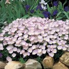 200 Seeds Evening Primrose 4 Colors Available Fresh Seeds