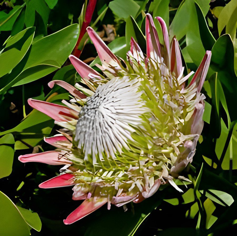 400 Seeds Protea Cynaroides Fresh Seeds