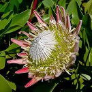 400 Seeds Protea Cynaroides Fresh Seeds