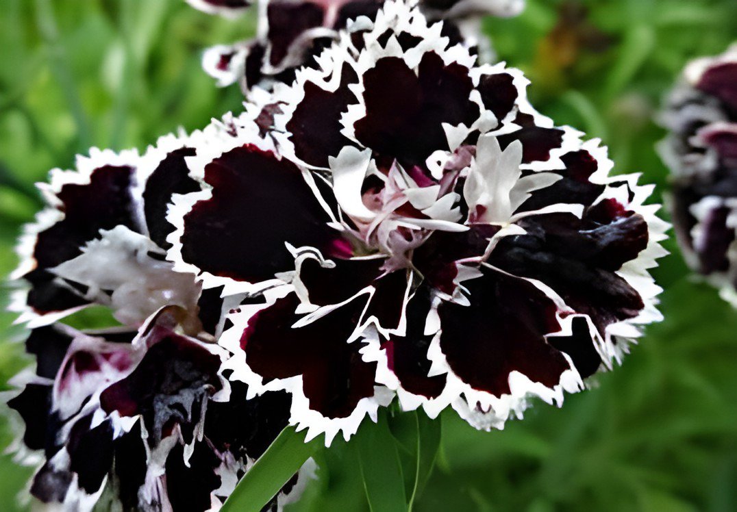 200 Seeds Dianthus Caryophyllus Fresh Seeds