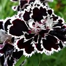 200 Seeds Dianthus Caryophyllus Fresh Seeds