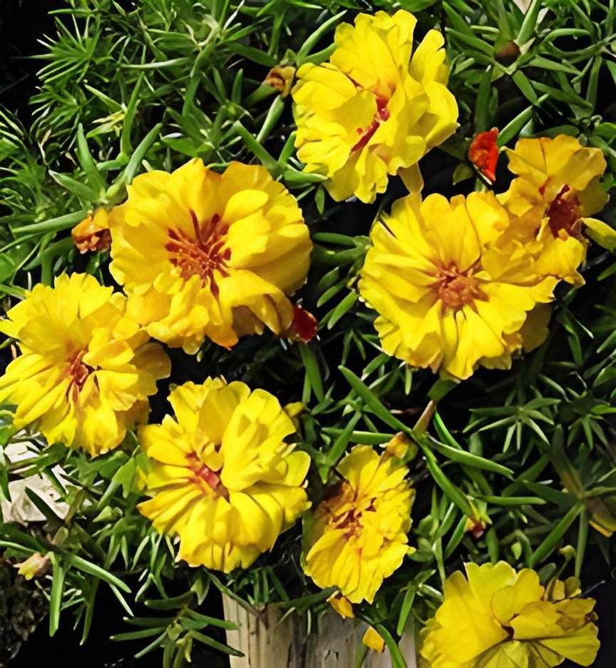 100 Seeds Mixed Color Moss-Rose Purslane Double Flower Fresh Seeds