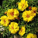 100 Seeds Mixed Color Moss-Rose Purslane Double Flower Fresh Seeds