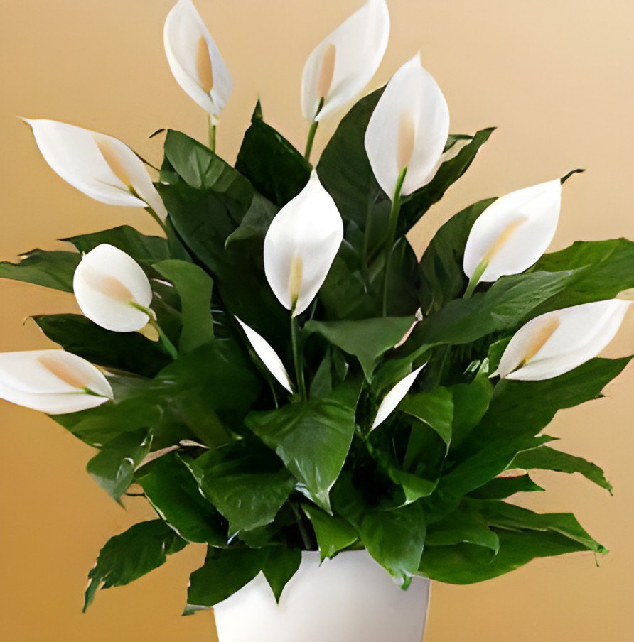 200 Seeds Spathiphyllum Fresh Seeds