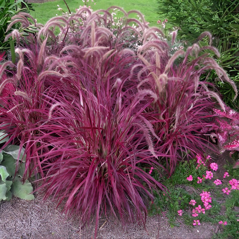 400 Seeds Half-Hardy Perennial Fountain Grass Pennisetum Setaceum Fireworks Fresh Seeds