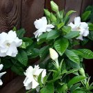 4 Seeds Gardenia Bonsai (Cape Jasmine) Amazing Fresh Seeds
