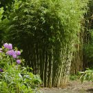 40 Seeds Fargesia fungosa Bamboo Fresh Seeds