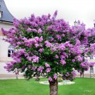 100 Seeds Lilac Plant Japanese Lilac (Extremely Fragrant) Clove Flower Fresh Seeds