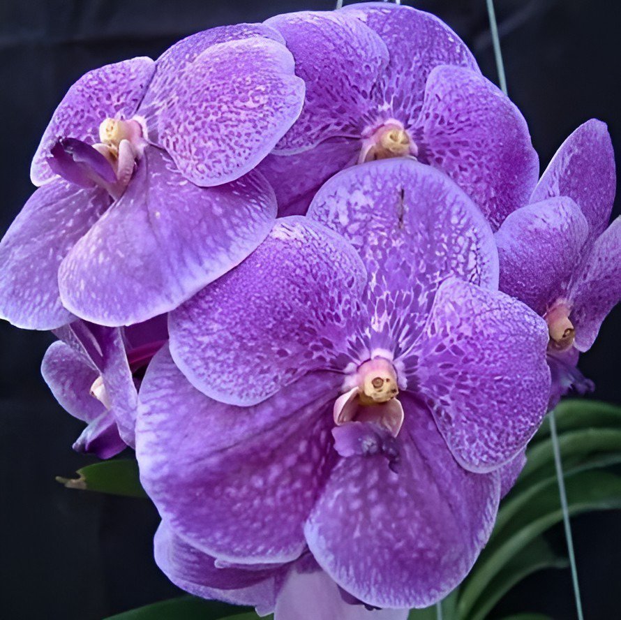 200 Seeds Vanda Fresh Seeds