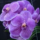 200 Seeds Vanda Fresh Seeds