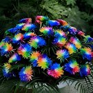 200 Seeds Rare Rainbow Chrysanthemum Flower Indoor Garden Fresh Seeds