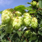 200 Seeds Hops Humulus Lupulus Bonsai Fresh Seeds